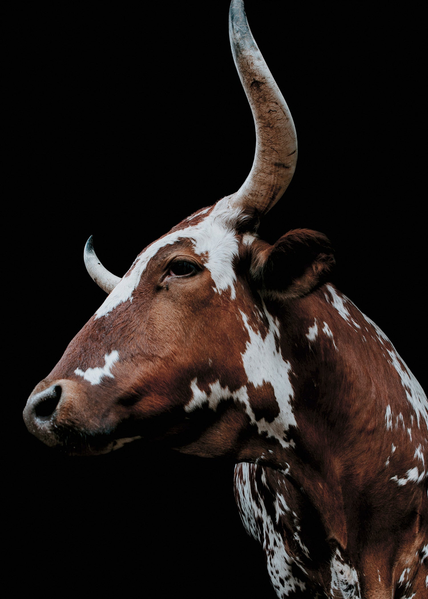 WALL ART - Wildlife
