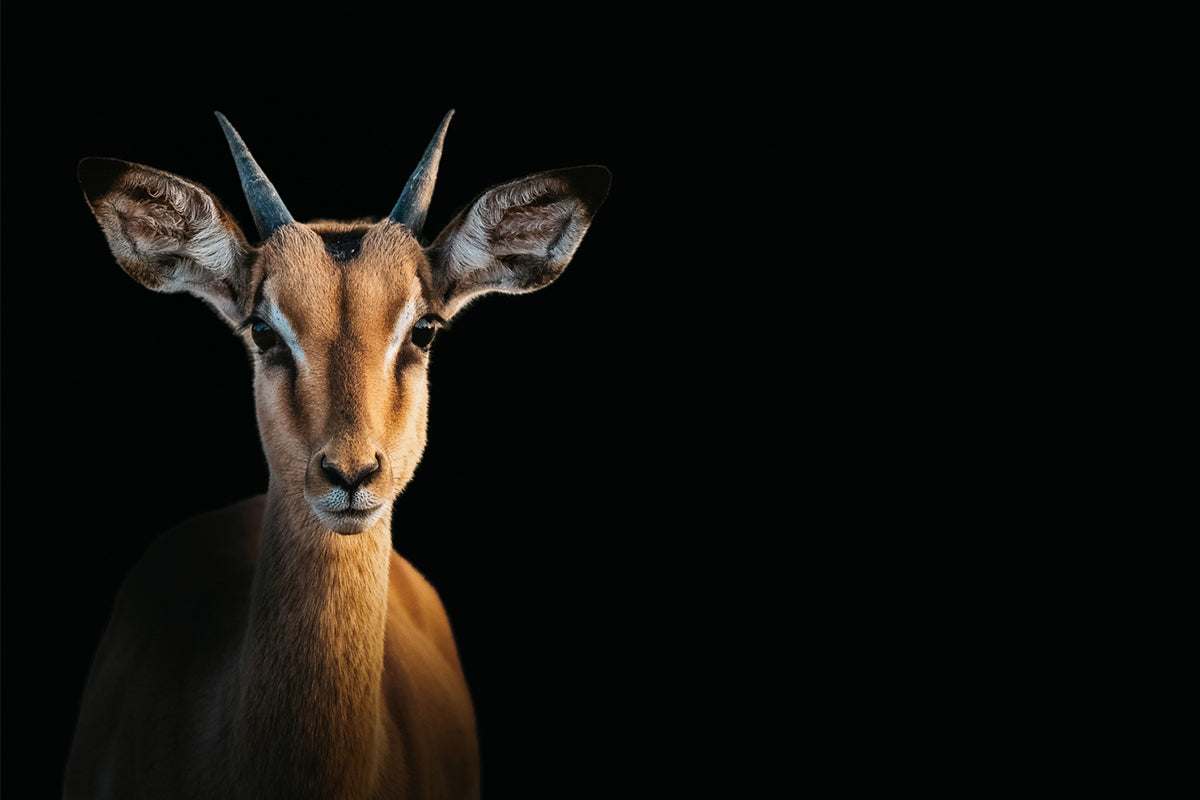 WALL ART - Chantelle Flores