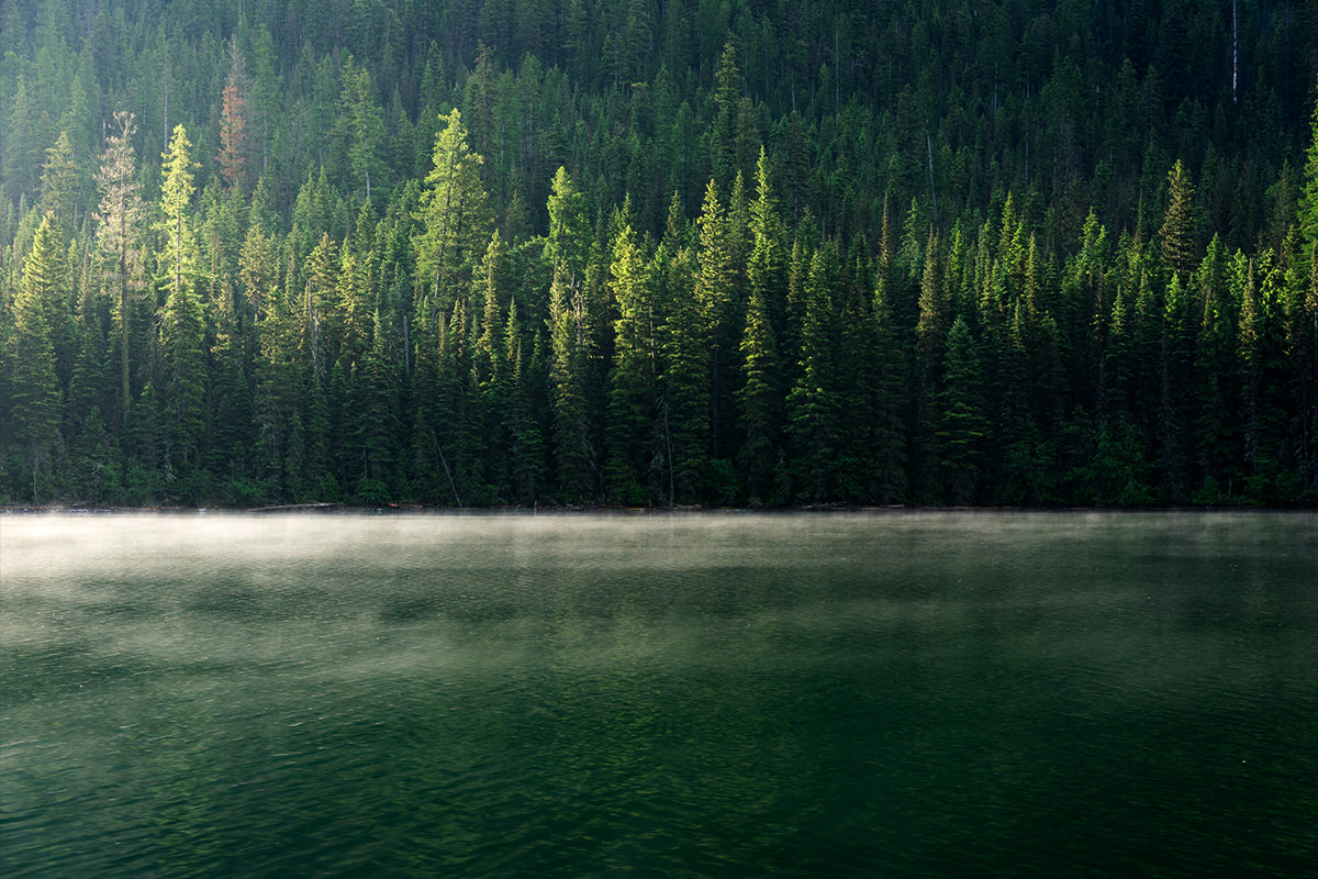 WALL ART - Natural World