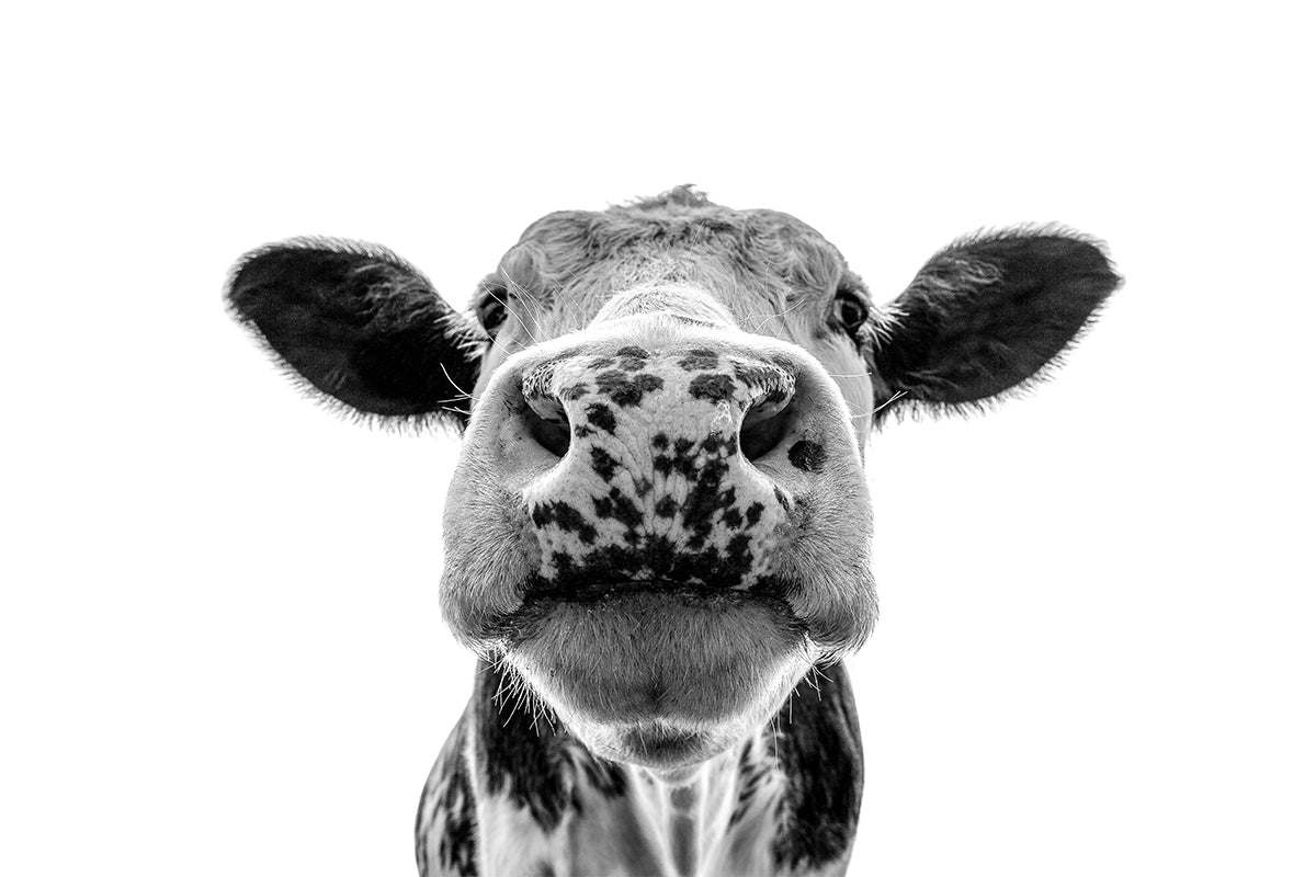 WALL ART - Open Edition Wall Art