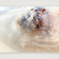 461 — A3 (42×30cm, 17×12") Print only