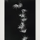 485 — 59×84cm, 23×33" Print only