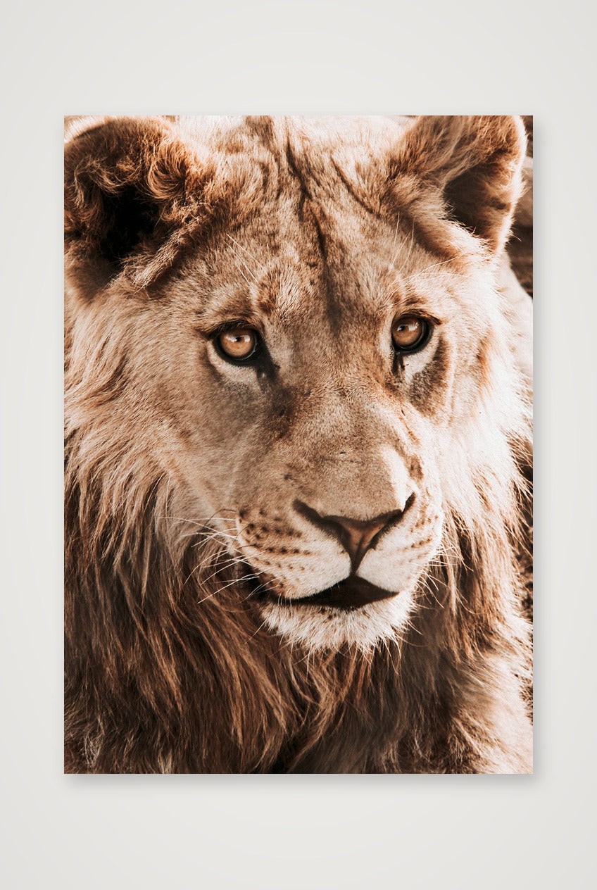 1811 — 42×59cm, 17×23" Print only