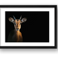 117 — framed
