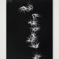 485 — 42×59cm, 17×23" Print only