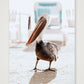 462 — A3 (30×42cm, 12×17") Print only