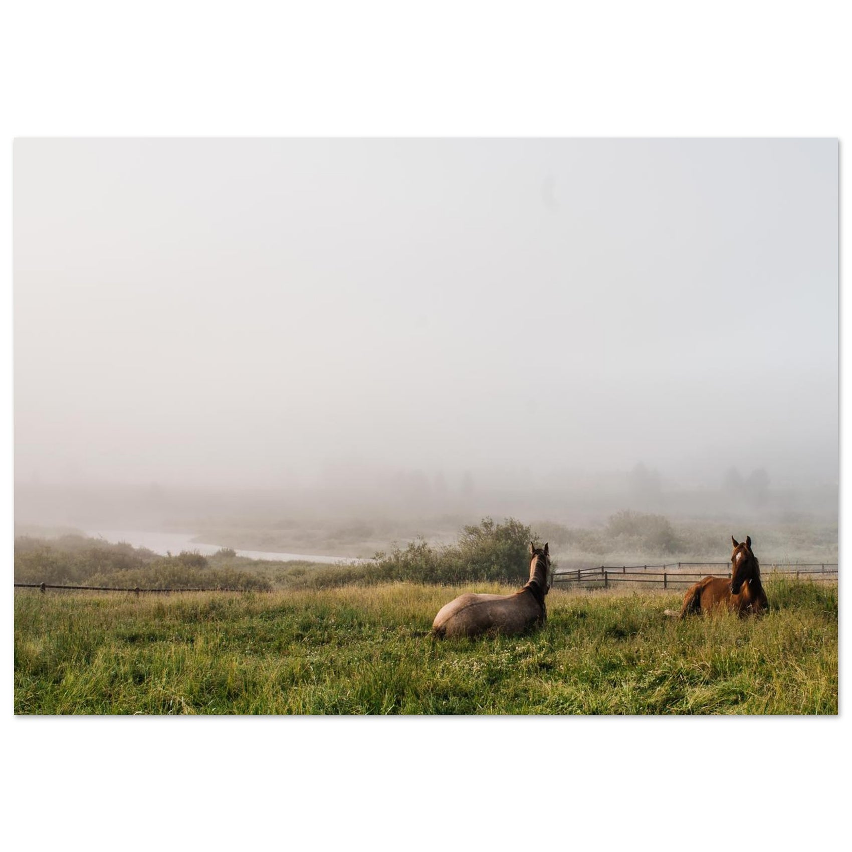 FOAM - Misty Meadow Horses Foam Board Print - Serene Morning Landscape Wall Art in Various Sizes