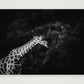 432 — A3 (42×30cm, 17×12") Print only