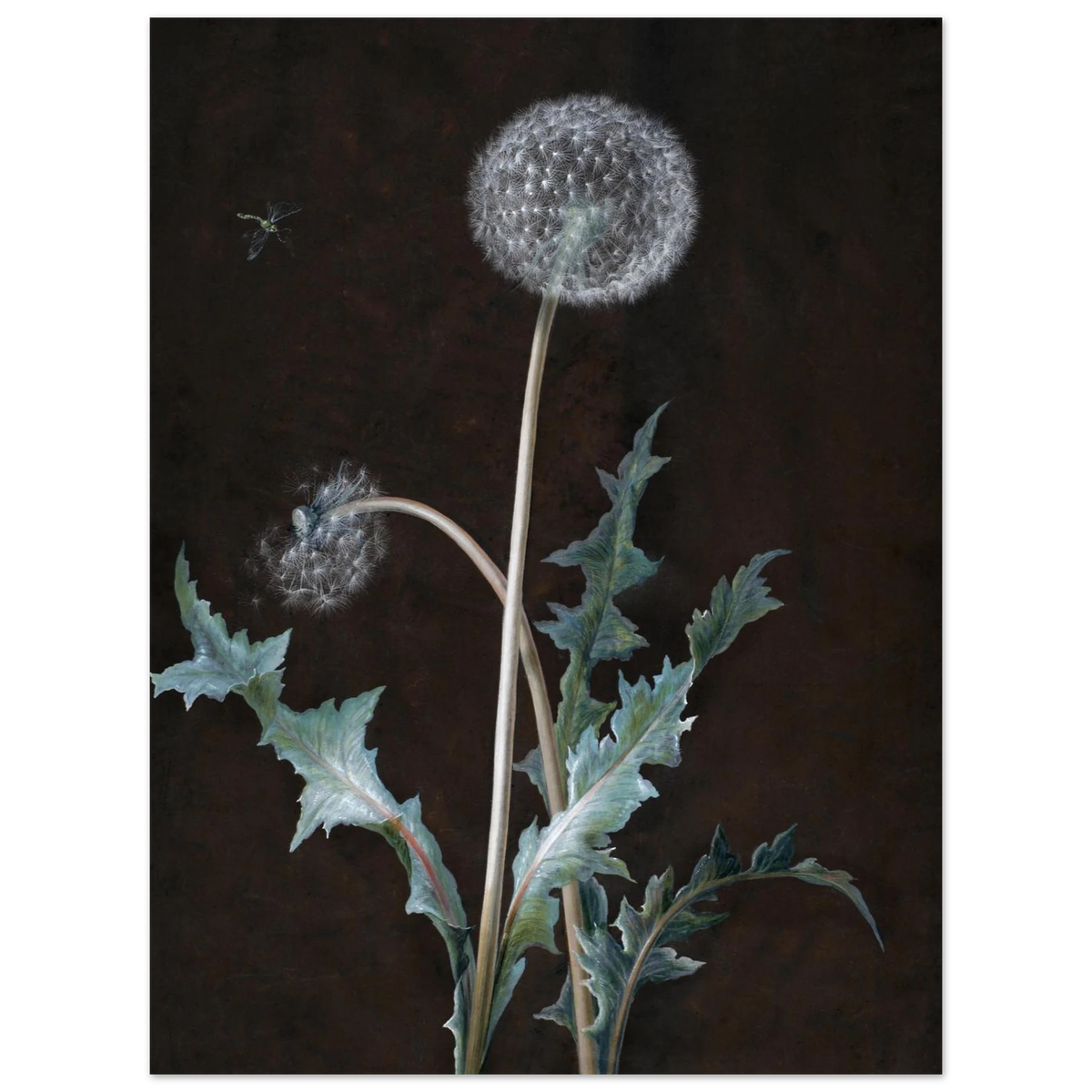 Dandelion 1755 by Barbara Regina Dietzsch Poster Print styled product view #PD_429 3