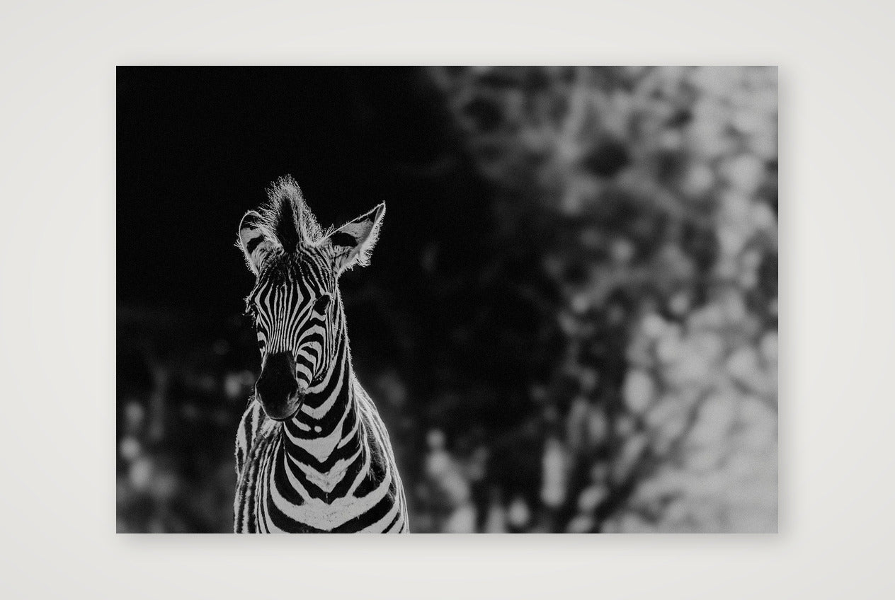 419 — A3 (42×30cm, 17×12") Print only