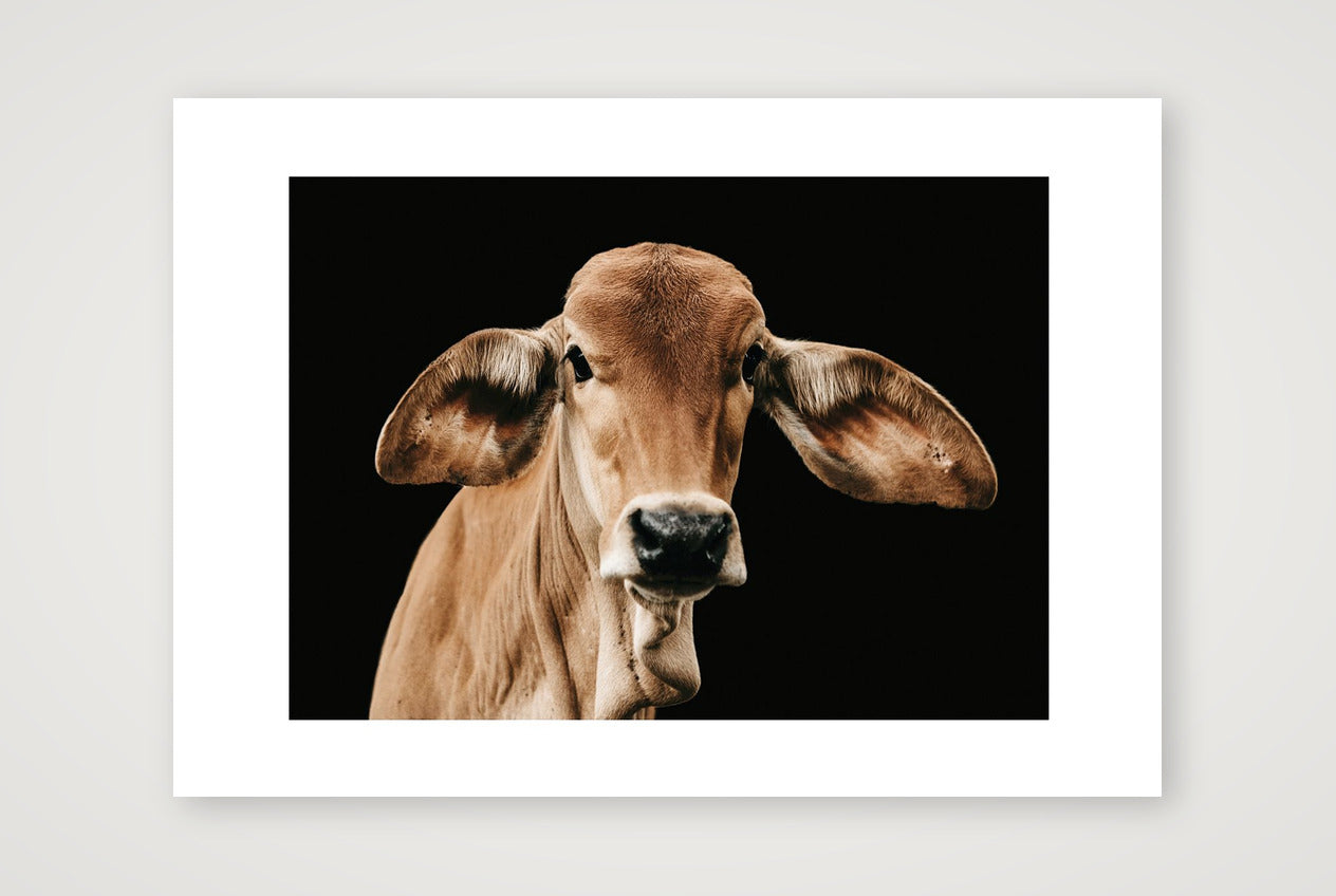 1371 — A3 (42×30cm, 17×12") Print only