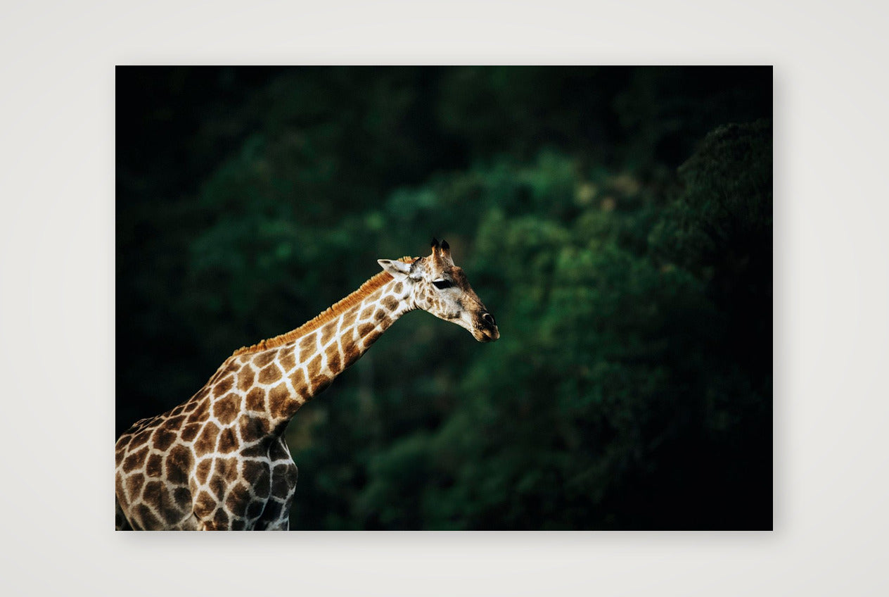 433 — A4 (30×21cm, 12×8") Print only