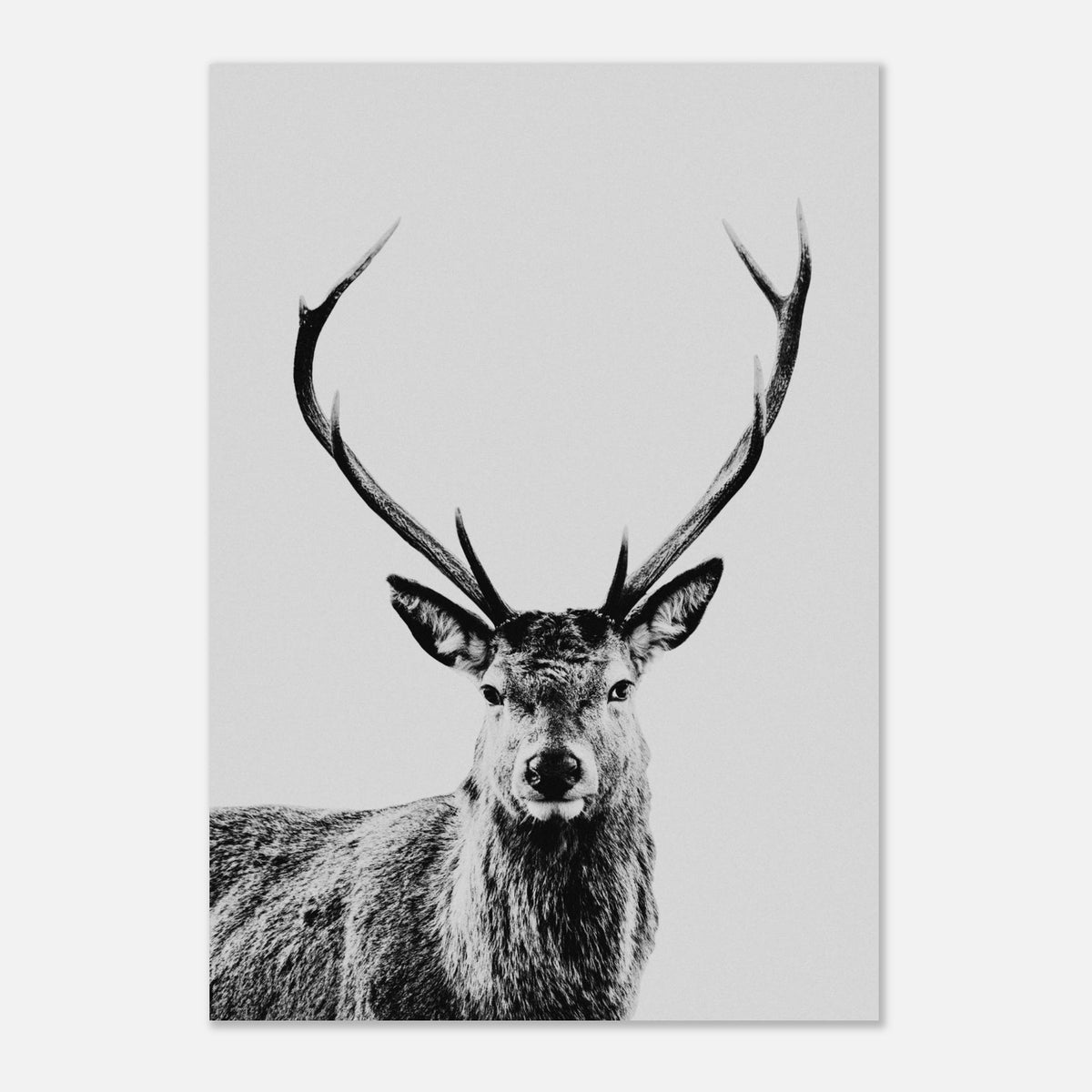 Stag foam board wall art print for modern home decor by Kzara Visual