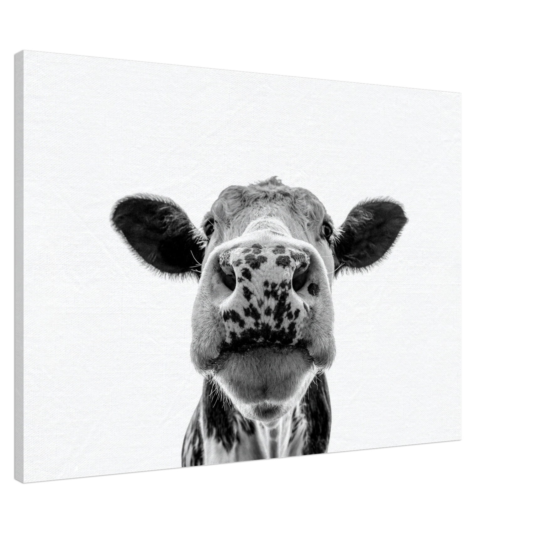 CANVAS - PD_Whimsical Moo: Black & White Close-Up Cow Canvas Print
