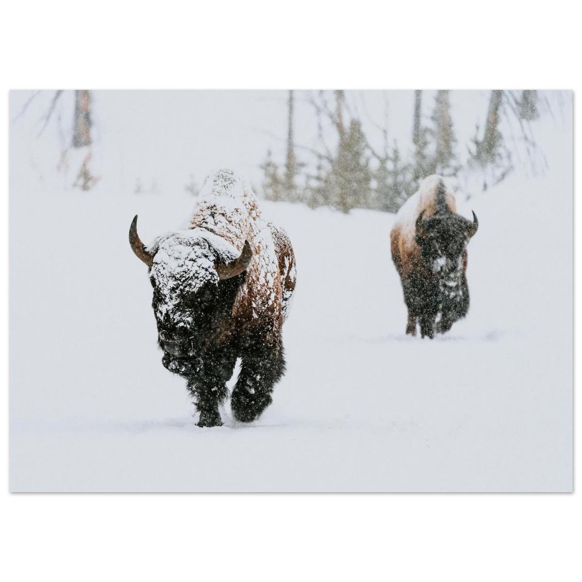 Poster showing two bison walking through deep falling snow with the nearer animal’s face covered in white