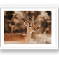 444 — framed