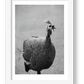 490 — framed