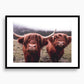Highland Cow fine art photograph Switzerland Cattle, print #20 by Kzara Visual