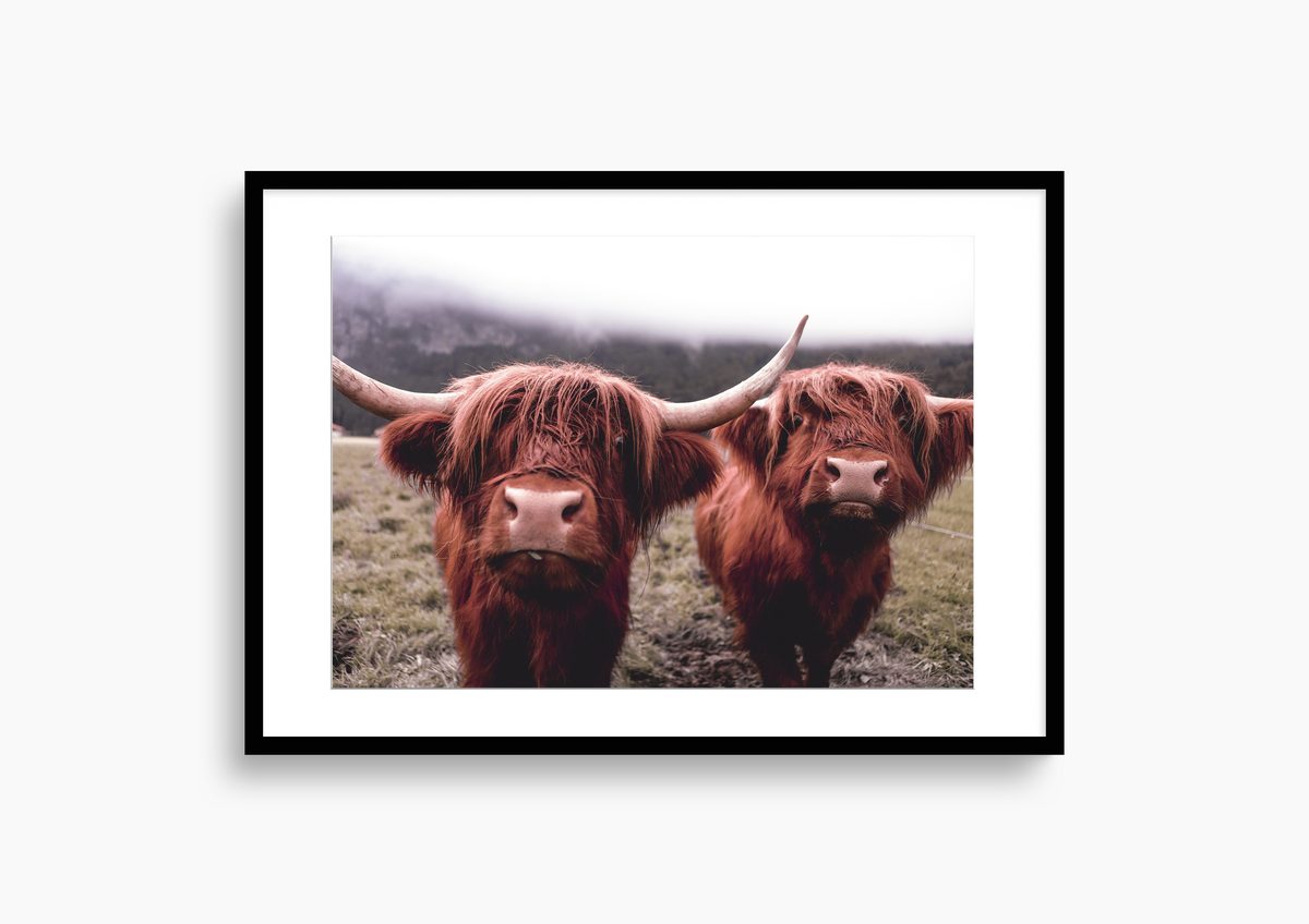 Highland Cow fine art photograph Switzerland Cattle, print #20 by Kzara Visual