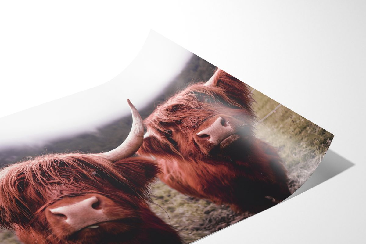 Highland Cow fine art photograph Switzerland Cattle, print #20 by Kzara Visual