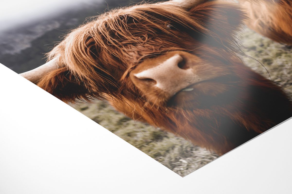 Highland cows Switzerland print detail mockup Print 20