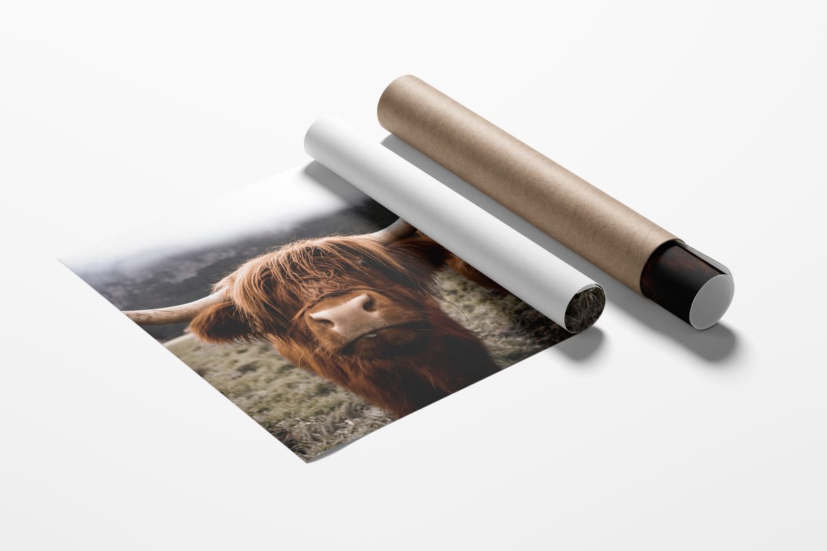 Highland cows Switzerland rolled print packaging mockup Print 20