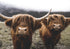 Highland Cow fine art photograph Switzerland Cattle, print 