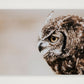 486 — A4 (30×21cm, 12×8") Print only