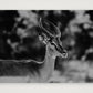 443 — 59×42cm, 23×17" Print only