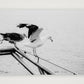 494 — A3 (42×30cm, 17×12") Print only