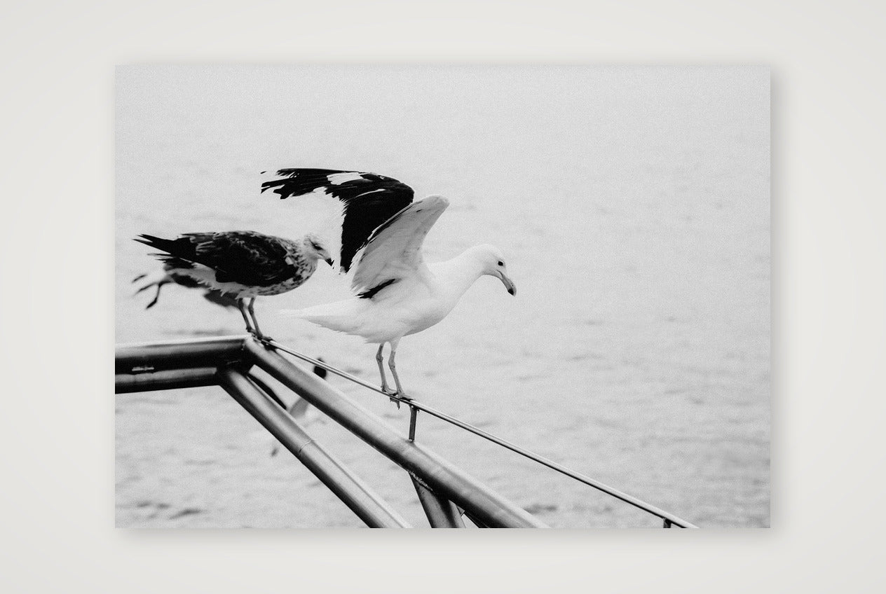 494 — A3 (42×30cm, 17×12") Print only