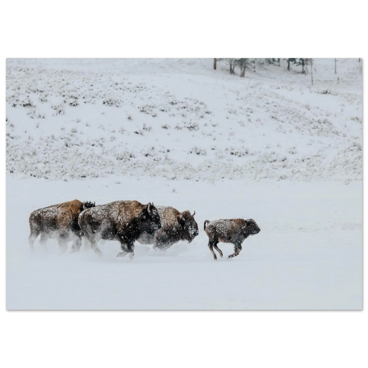 Unframed poster of a bison herd running through snow in Lamar Valley