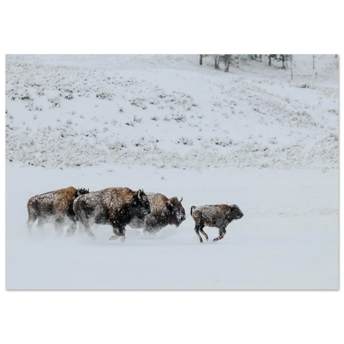 Unframed snowy Lamar Valley bison herd poster
