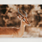 444 — 59×42cm, 23×17" Print only