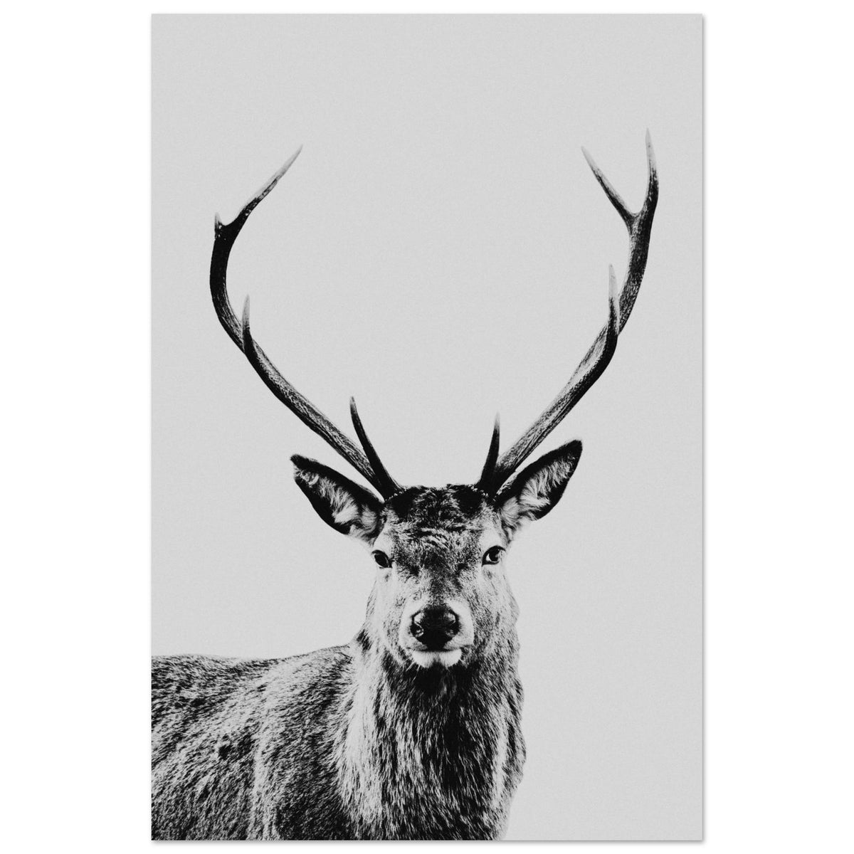 Stag foam board wall art print for modern home decor by Kzara Visual