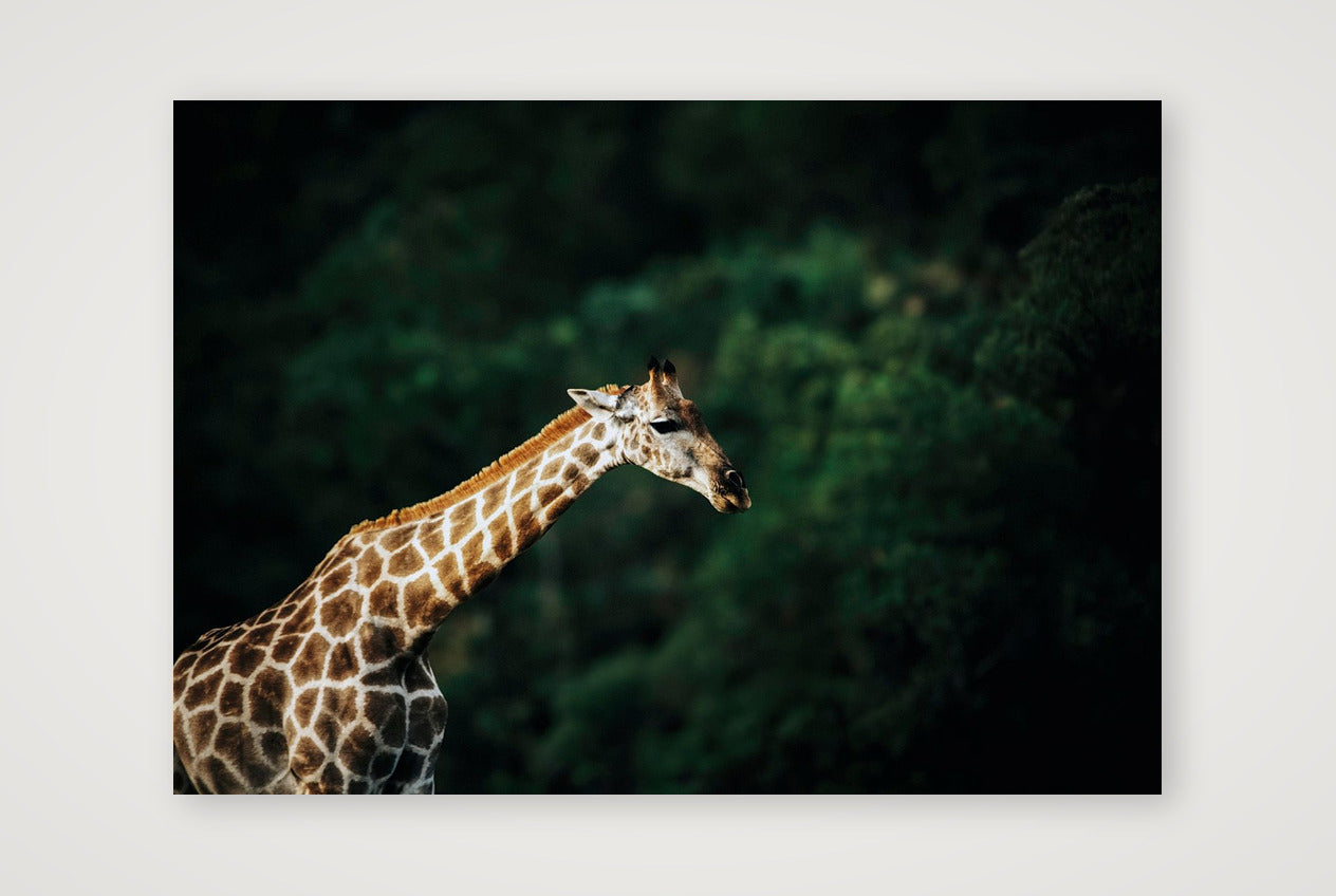 433 — 84×59cm, 33×23" Print only