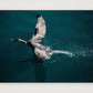 1284 — A4 (30×21cm, 12×8") Print only