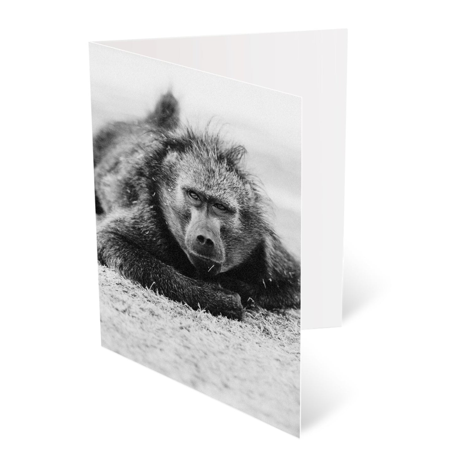 A6 Greetings card Packs