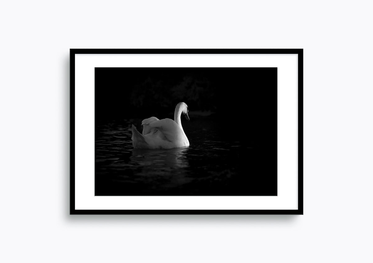 Graceful swan gliding through the calm waters at dusk in Interlarken, Switzerland #32