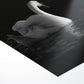 Graceful swan gliding through the calm waters at dusk in Interlarken, Switzerland #32