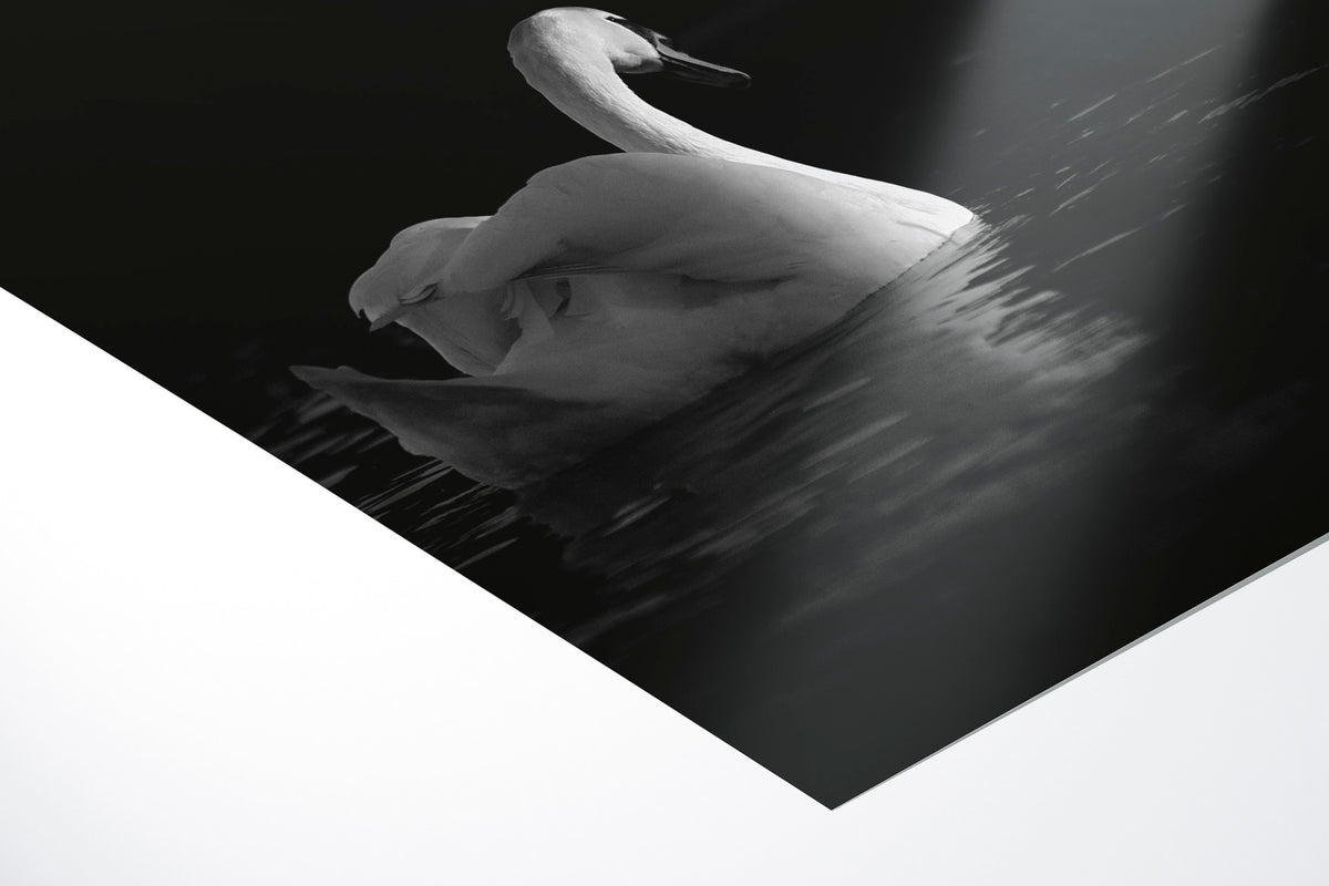 Graceful swan gliding through the calm waters at dusk in Interlarken, Switzerland #32