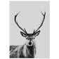 Stag foam board wall art print for modern home decor by Kzara Visual