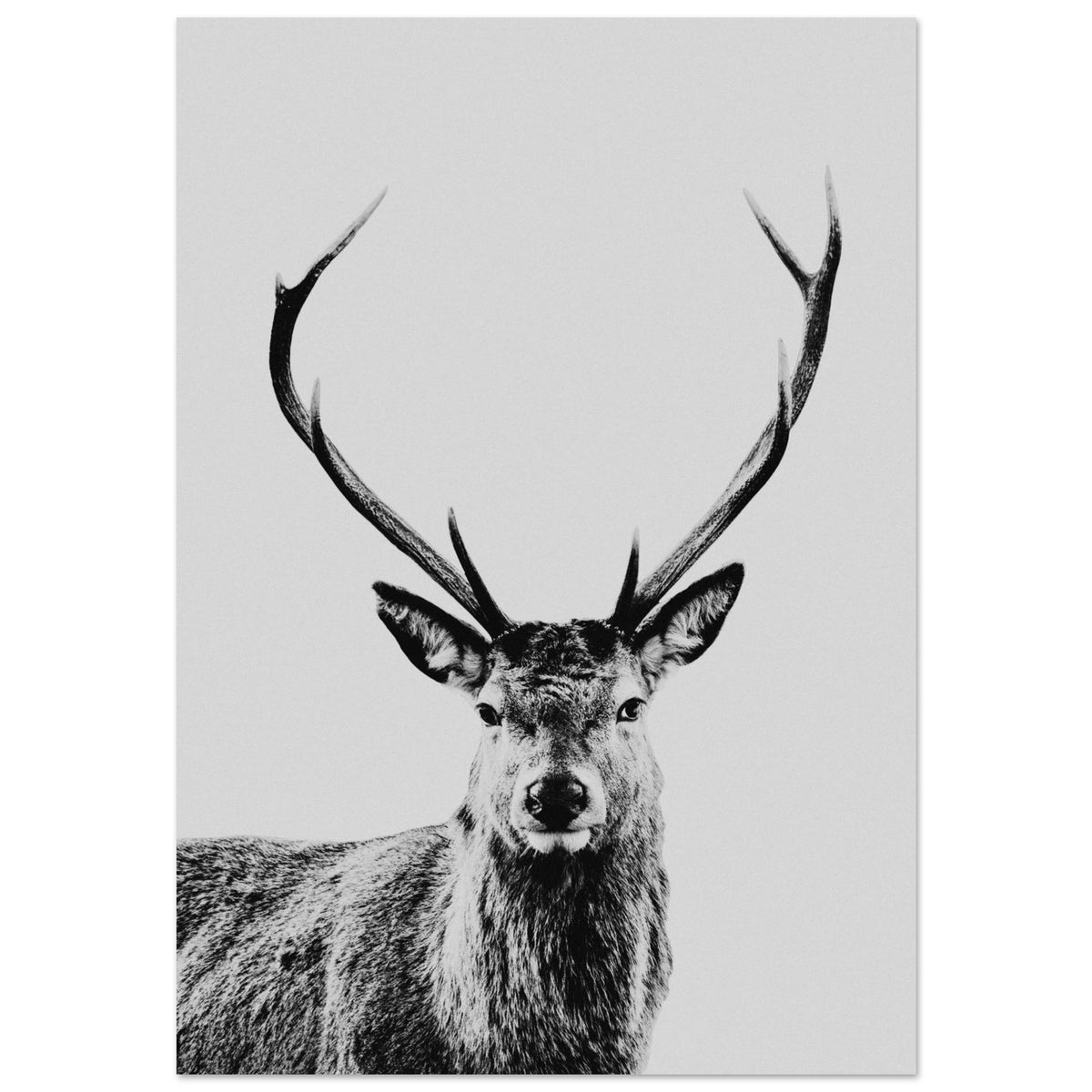 Stag foam board wall art print for modern home decor by Kzara Visual