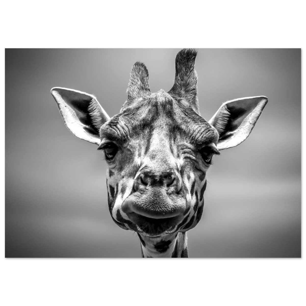 Giraffe Wall Art Black White Wildlife Poster Print African Safari Animal Portrait Modern Decor image 5