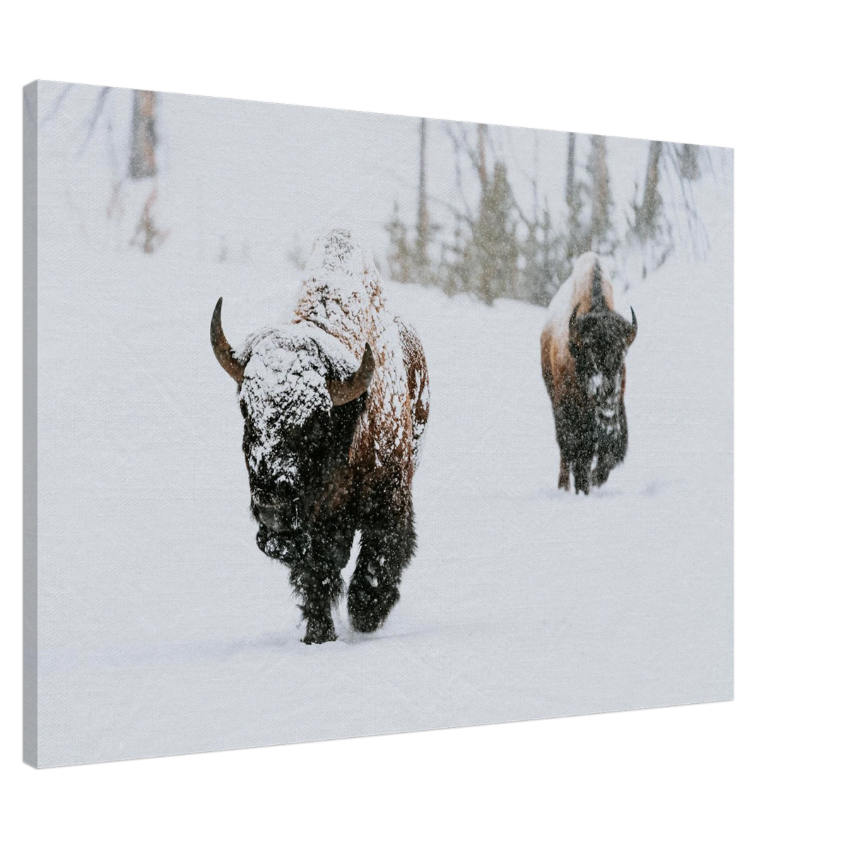Winter Bison Wall Art Canvas Print For Rustic Wildlife Decor Fine Art For Modern Home Interiors