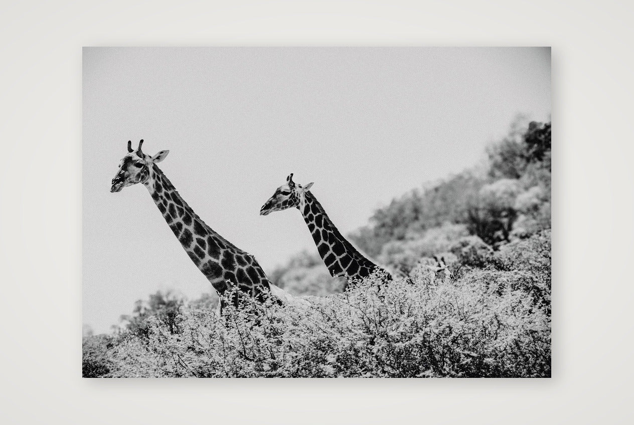 449 — A4 (30×21cm, 12×8") Print only