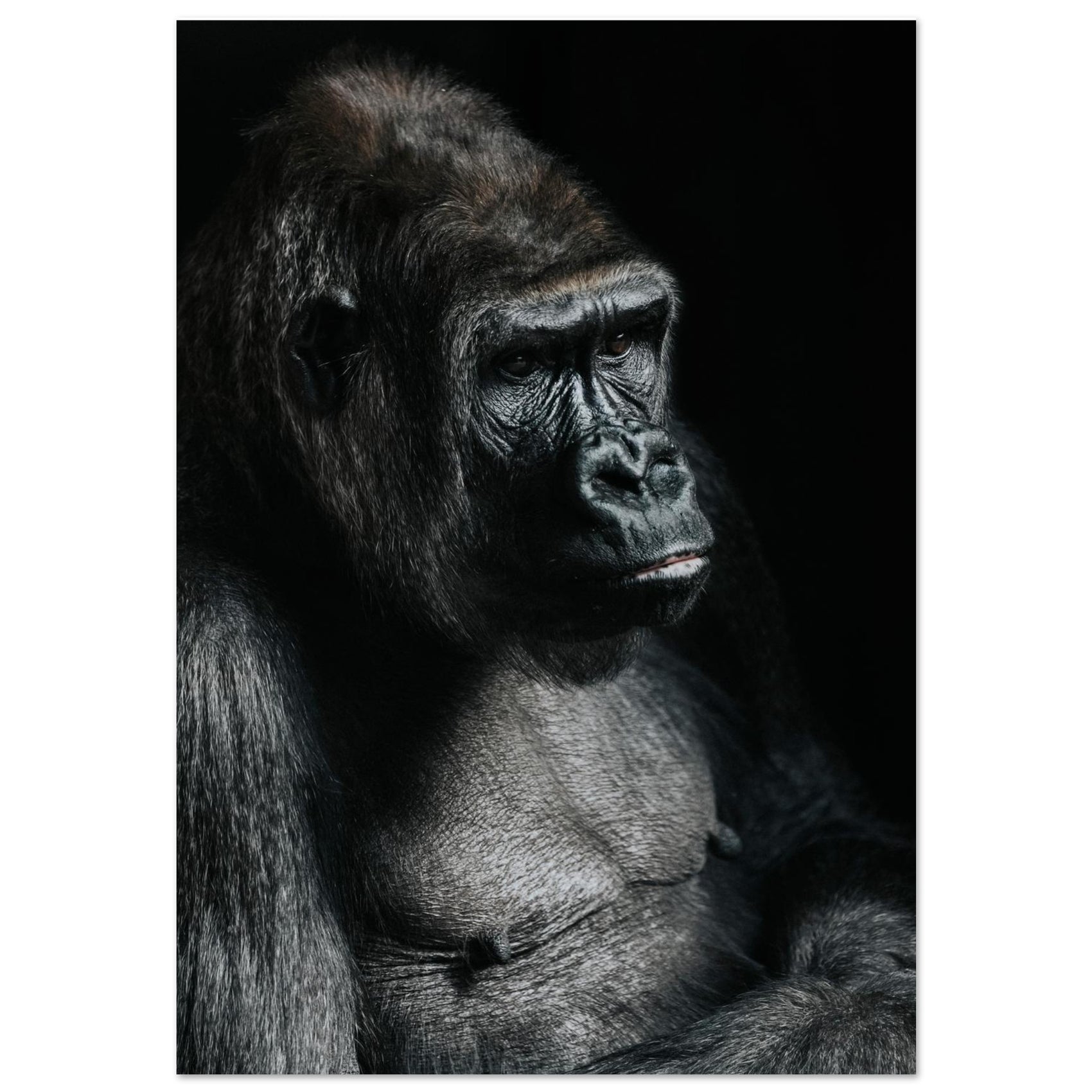 Majestic Gorilla Foam Portrait: A Striking Black & White Wildlife Art Piece for Your Modern Space