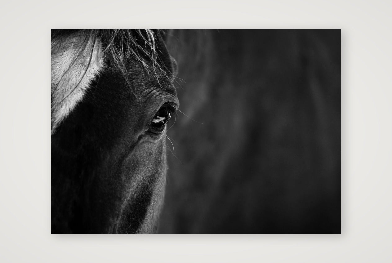1877 — A4 (30×21cm, 12×8") Print only