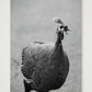 490 — 59×84cm, 23×33" Print only