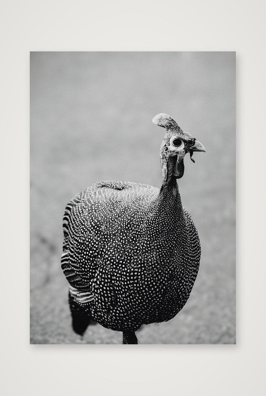 490 — 59×84cm, 23×33" Print only